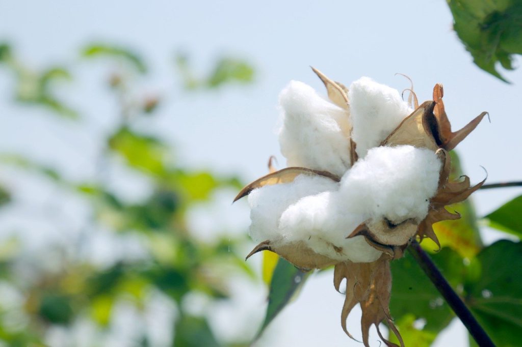 cotton, planting, farming-5401745.jpg