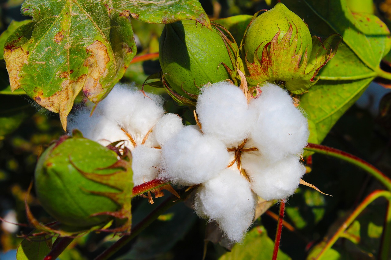 cotton, tajikistan, buttermilk-3760800.jpg