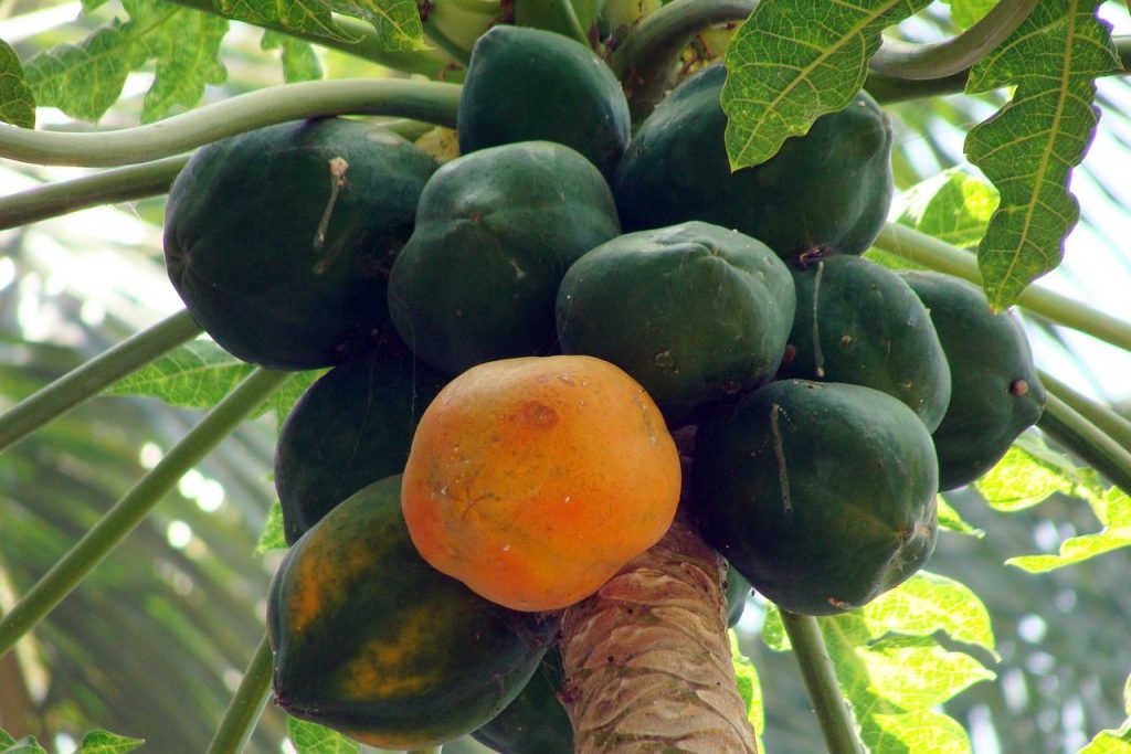 papaya, dharwad, karnataka-173660.jpg